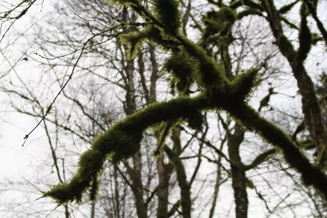 Kupfertal- schwarzer Steg- Forchtenberg | Foto: Ralf Röser