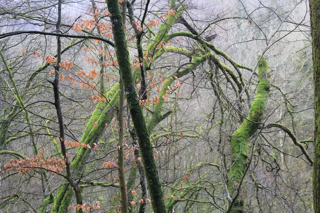 Kupfertal- schwarzer Steg- Forchtenberg | Foto: Ralf Röser