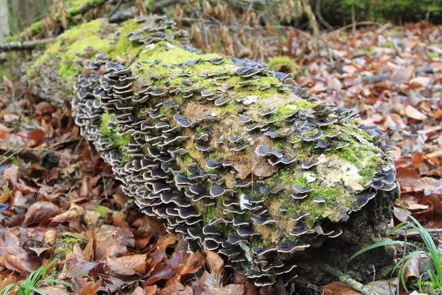 Kupfertal- schwarzer Steg- Forchtenberg | Foto: Ralf Röser