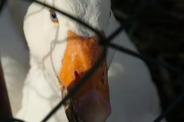 Was guckst du? | Foto: JuKo