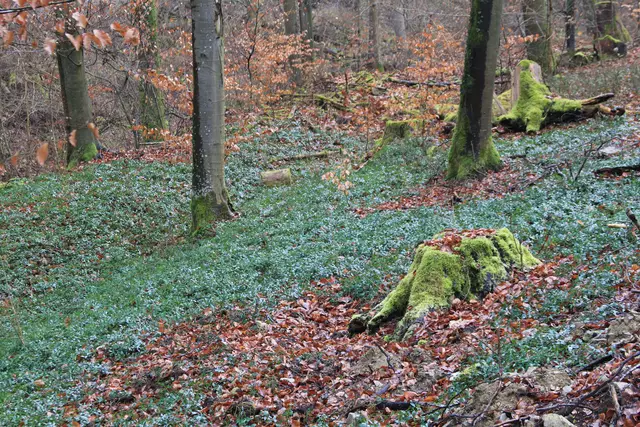 Kupfertal- schwarzer Steg- Forchtenberg | Foto: Ralf Röser