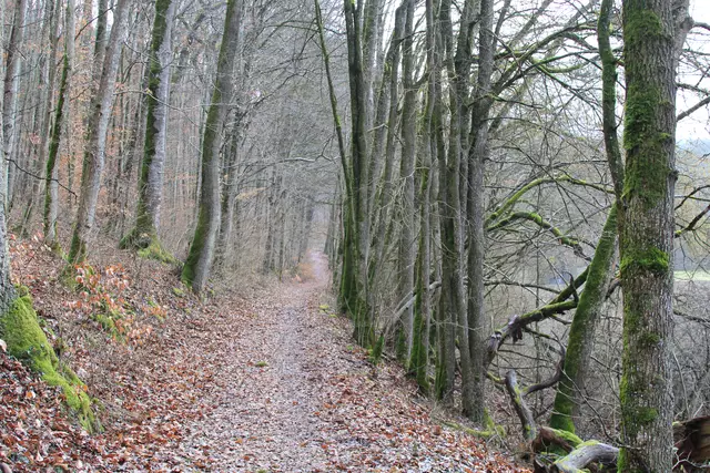 Kupfertal- schwarzer Steg- Forchtenberg | Foto: Ralf Röser