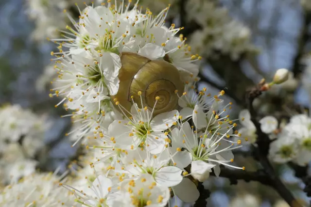 Was sucht die Schnecke da | Foto: JuKo