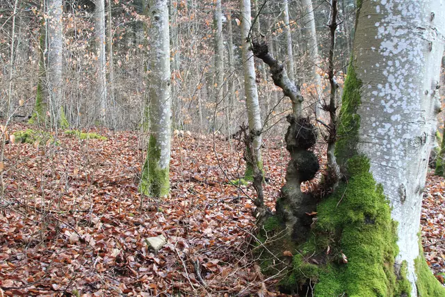 Kupfertal- schwarzer Steg- Forchtenberg | Foto: Ralf Röser