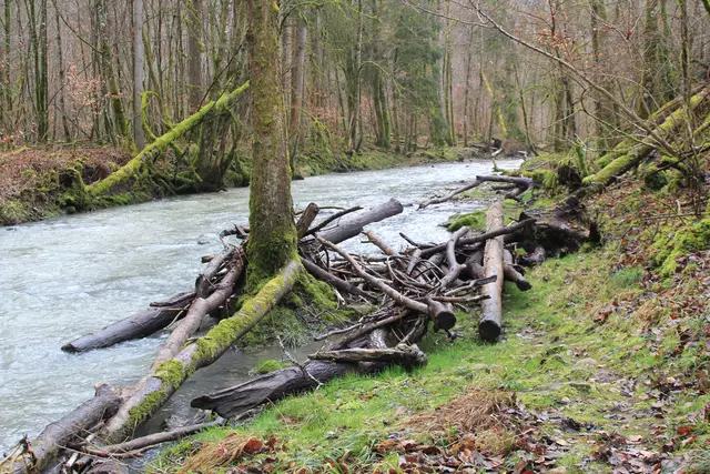 Kupfertal- schwarzer Steg- Forchtenberg | Foto: Ralf Röser