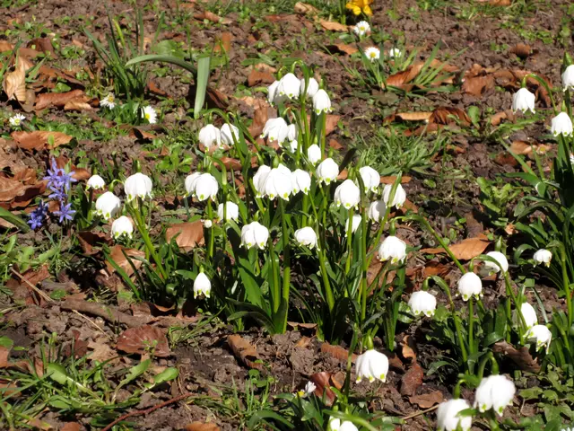 Beim Hölderlin-Denkmal dann auch Märzenbecher, die zwar hier angesiedelt wurden, aber sie scheinen sich in Gesellschaft der Blausternchen wohl zu fühlen und breiten sich aus | Foto: WandernGabyErich
