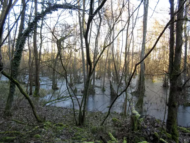 Eine dünne Eisschicht liegt noch in der Neckarschleife | Foto: WandernGabyErich