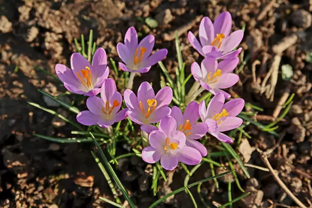 Foto: Eduard Warenik