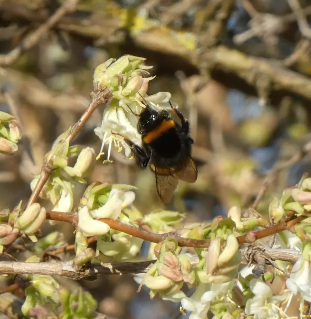 Hummel in der Winter- oder Duftkirsche | Foto: sigischlottke