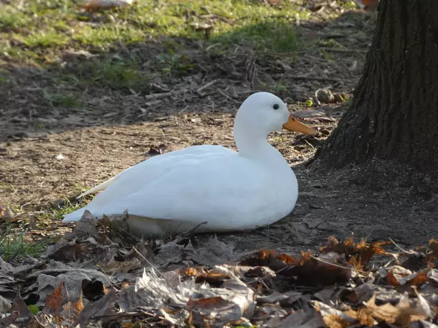 So eine hübsche weiße Ente :-) | Foto: sigischlottke