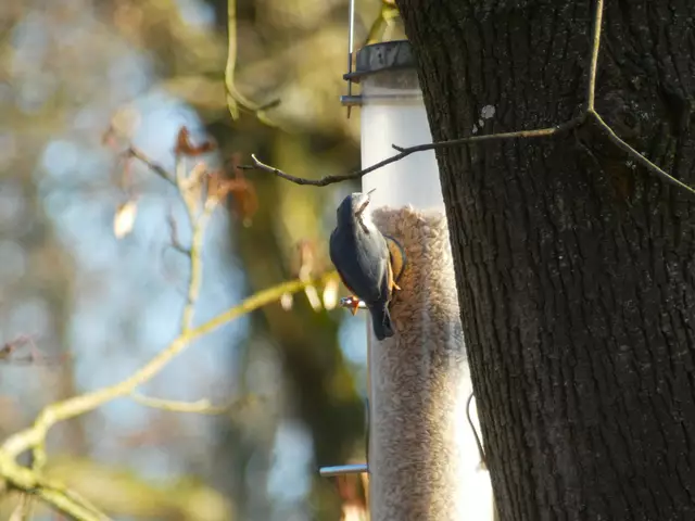 Er kann aber auch mit dem Kopf nach oben :-)))) - Körner picken ist so schon einfacher..... | Foto: sigischlottke