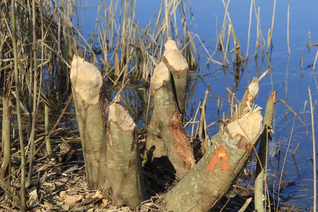 Starkholzbacher See | Foto: Ralf Röser