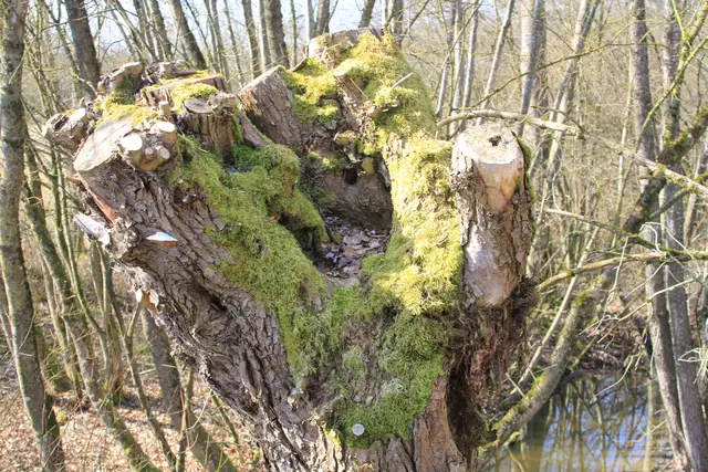 Starkholzbacher See | Foto: Ralf Röser