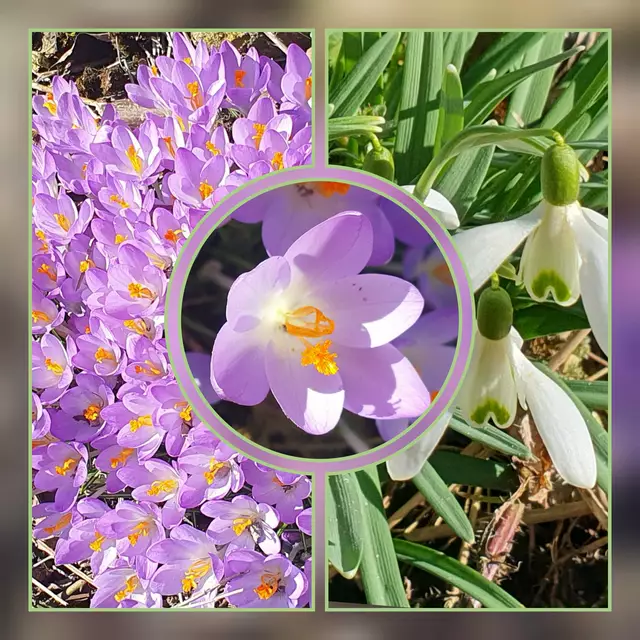 Auch auf der Alb überall Frühlingsboten. | Foto: privat Sibylle Tröber