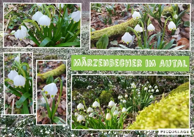 Märzenbecherblüte ... herrlich! | Foto: privat Sibylle Tröber