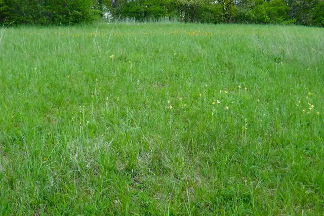 08.04.2020: Spinnenragwurze schon beim Verblühen | Foto: Martin Feucht