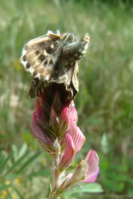 07.05.2020: Malvendickopffalter auf Esparsettenblüte | Foto: Martin Feucht