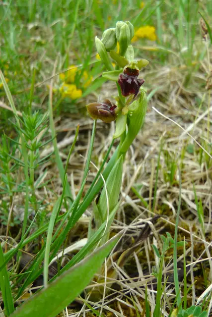 08.04.2020: Spinnenragwurze schon beim Verblühen | Foto: Martin Feucht