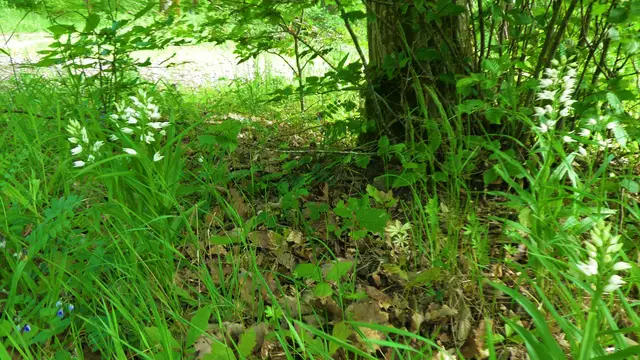 25.05.2024: Bei diesem Waldrondell blühen mehrere Schwertblättrige Waldvögelein  | Foto: Martin Feucht