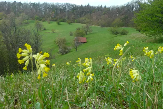 11.04.2020: Wiesenschlüsselblumen.Außerhalb des Waldtrraufs kann das Gebiet auf einem schmalen Pfad erkundet werden. | Foto: Martin Feucht