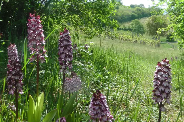 Die Purpurorchideen sind schwer zugänglich, am einfachsten von der Wiese unten hinter dem Weinberg bei einem Hochsitz.-02.05.2020 | Foto: Martin Feucht