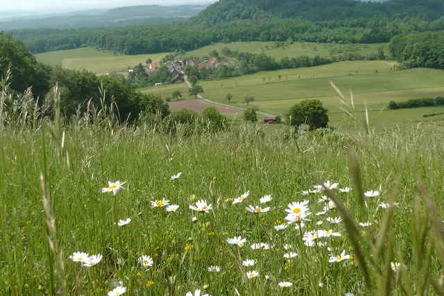 15.05.2018: Auch Margareten blühen zahlreich auf der Hochwiese | Foto: Martin Feucht