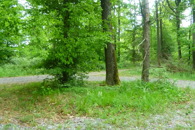 25.05.2024: Bei diesem Waldrondell blühen mehrere Schwertblättrige Waldvögelein  | Foto: Martin Feucht