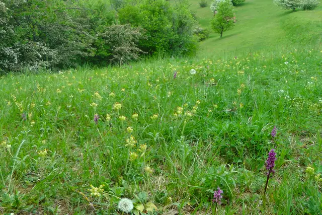 07,05.2019: Mannsknabenkräuter bei vielen Wiesenschlüsselblumen | Foto: Martin Feucht