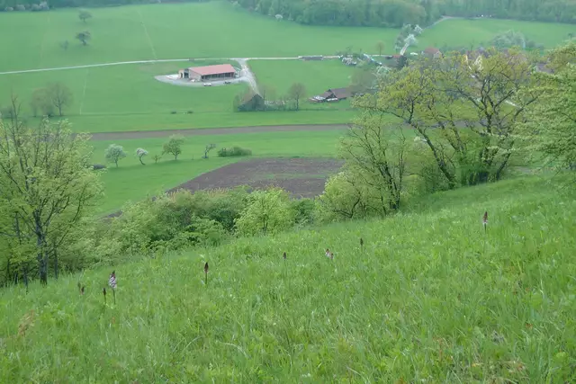 Wenn man auf der Hochfläche angekommen ist, sind auf dem Hang Purpurchideen bxlühend zu erblicken - 13.05.2007 | Foto: Martin Feucht