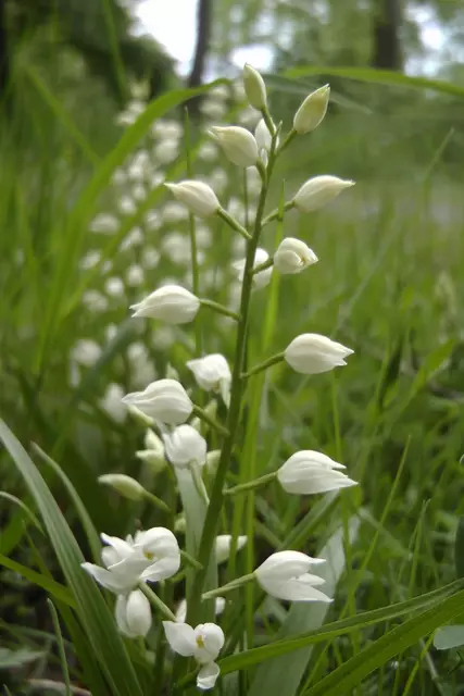 25.05.2024: Bei diesem Waldrondell blühen mehrere Schwertblättrige Waldvögelein  | Foto: Martin Feucht