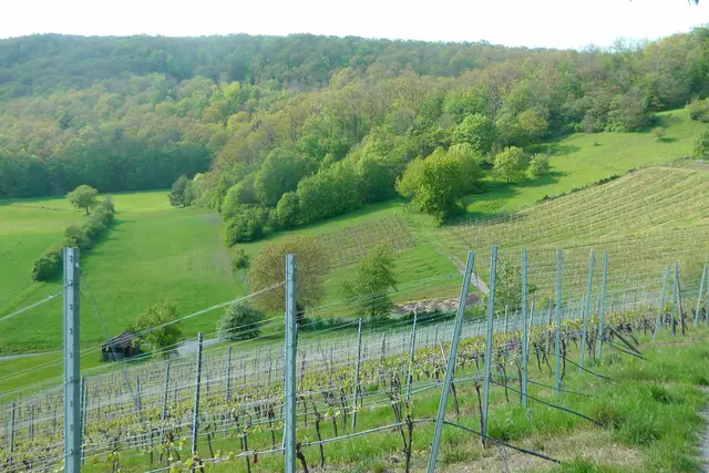 07.05.2019 Blick vom Feldweg zur Hochfläche | Foto: Martin Feucht
