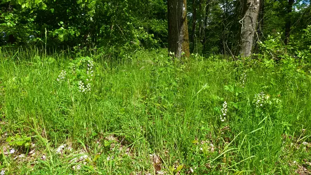 25.05.2024: Bei diesem Waldrondell blühen mehrere Schwertblättrige Waldvögelein  | Foto: Martin Feucht