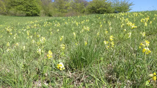 Wiesenschlüsselblumen sind sehr zahlreich auf der Hochfläche - 26.04.2021 | Foto: Martin Feucht