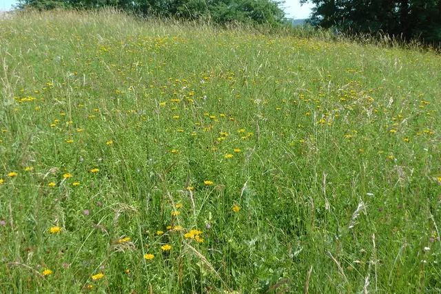 Am 14.06.2018 blühte auch der Weidenblättrige Alant auf der Wiese der Hochfläche | Foto: Martin Feucht