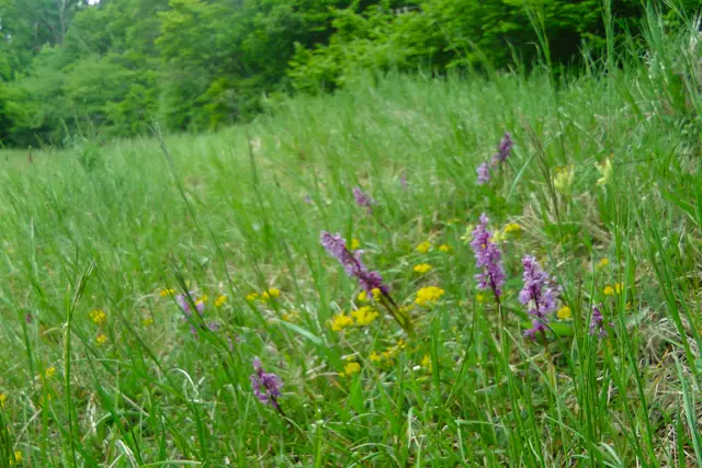 07.05.2019: Mannaknabenkräuter neben einem Gebüsch am Rande des Wiesenpfades | Foto: Martin Feucht