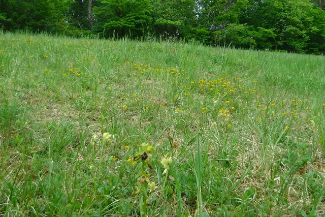 08.04.2020: Spinnenragwurze schon beim Verblühen | Foto: Martin Feucht