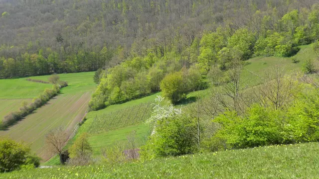 Blick vyon oben, hinter dem Weinberg befinden sich im Waldeck die vielen Purpurorchideen. Lin ks hinten auf der Wiese im Waldeck blühen Salepknabenkräuter und Mannsknabenkräuter.   | Foto: Martin Feucht
