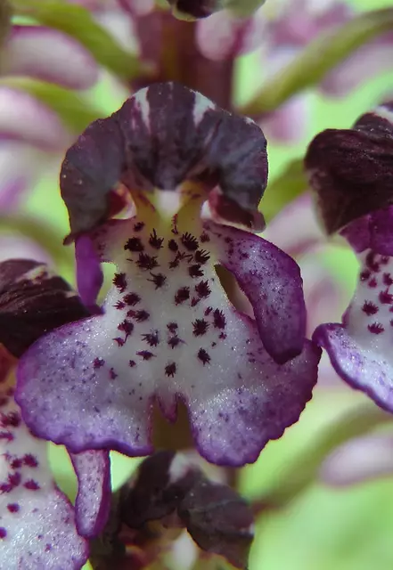 Einzelblüte einer Purpurorchidee | Foto: Martin Feucht