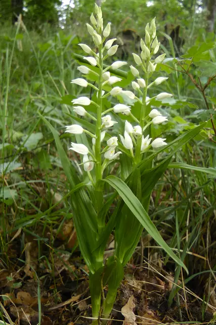 25.05.2024: Bei diesem Waldrondell blühen mehrere Schwertblättrige Waldvögelein  | Foto: Martin Feucht