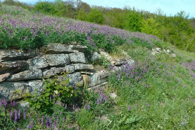 Kurz vor Erreichen des Waldecks oben blühten linker Hand am 07.05.2019 auf dem aufgelassenen Weinberg im Bereich der früheren Weinbergmauern viele Vogelwicken.  | Foto: Martin Feucht