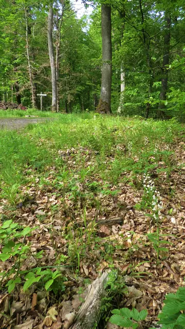 25.05.2024: Bei diesem Waldeck blühen mehrere Schwertblättrige Waldvögelein  | Foto: Martin Feucht
