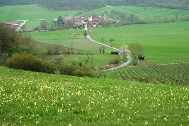 11.04.2020: Blick über die mit Wiesenschlüsselblumen übersähte Wiese auf das Gehöft | Foto: Martin Feucht