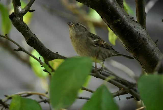 Spatz | Foto: Daniela Somers