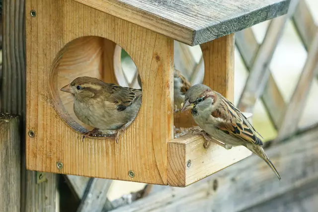 Spatzen | Foto: Wolfgang Kynast