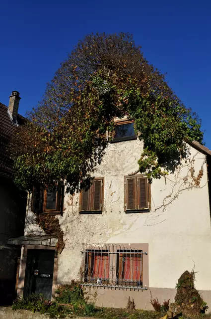 Sieht irgendwie kurios aus. Also würden dem Haus Haare wachsen. | Foto: Daniela Somers