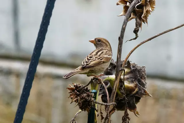 Spatz | Foto: Wolfgang Kynast