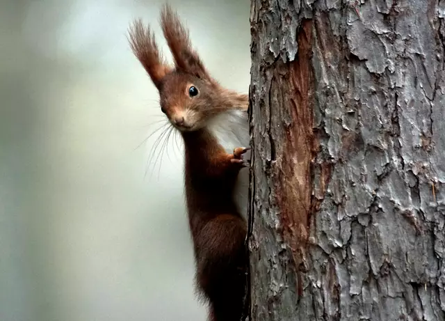 Kuck kuck. Siehts du mich? | Foto: Daniela Somers