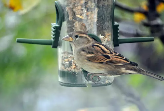 Spatz | Foto: Daniela Somers