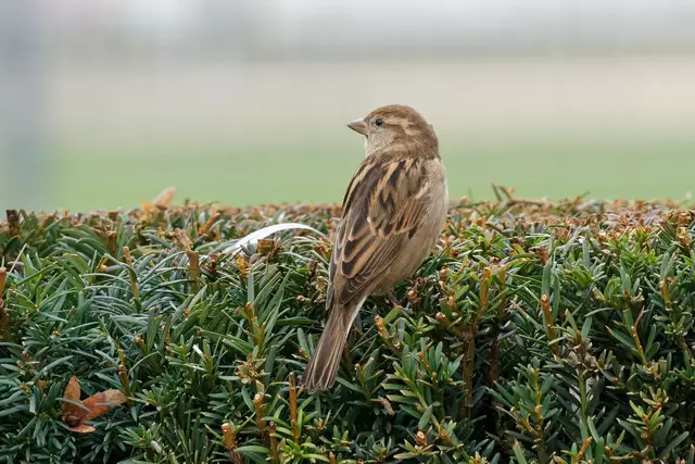 Spatz | Foto: Wolfgang Kynast