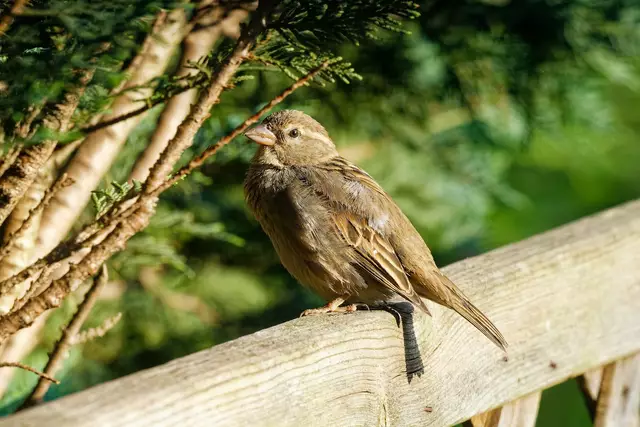 Spatz | Foto: Wolfgang Kynast